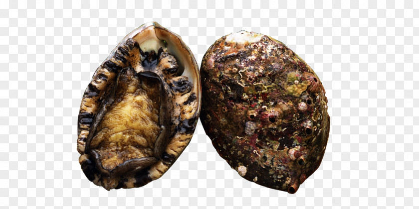 Clamshell Clam Mussel Sea Cucumber As Food Oyster Abalone PNG