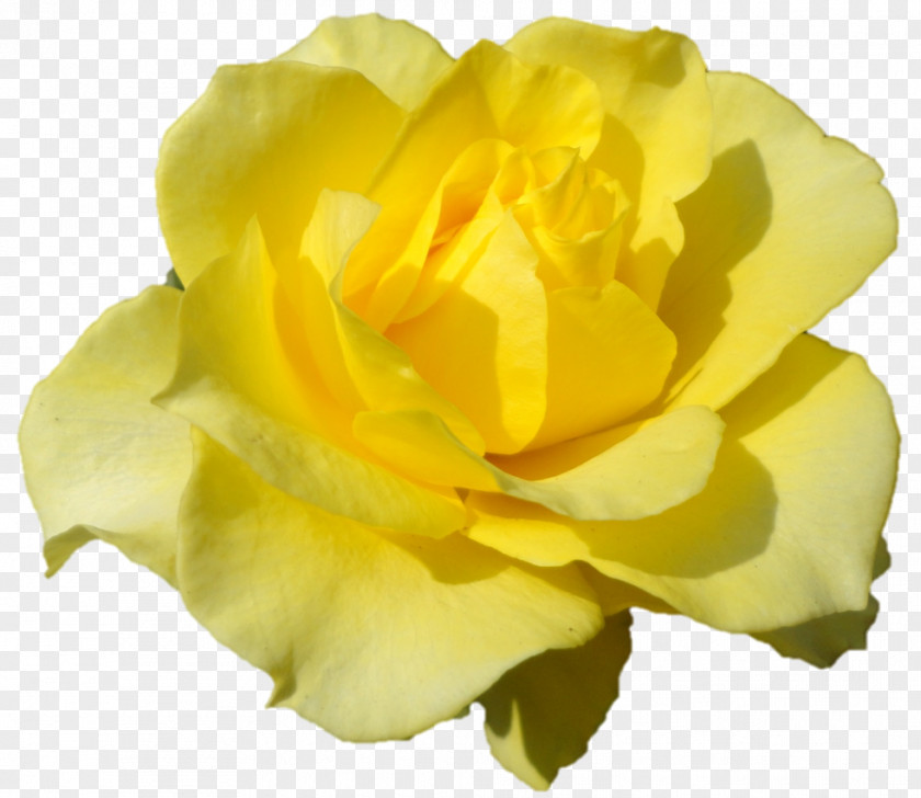 Darshan Belur Math Floribunda Austrian Briar Cabbage Rose Garden Roses PNG