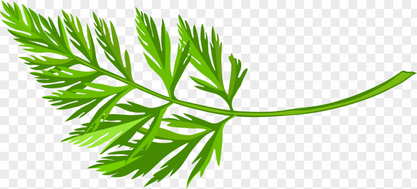 Green And Simple Grass Carrot PNG