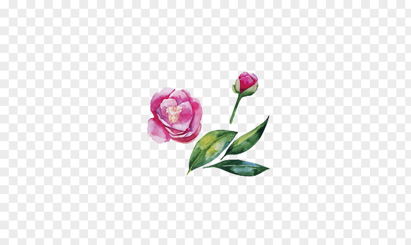 Hand-painted Peony Japanese Camellia Watercolor Painting Illustration PNG