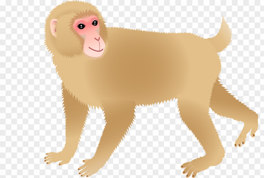 Monkey Dog Cercopithecidae Download PNG