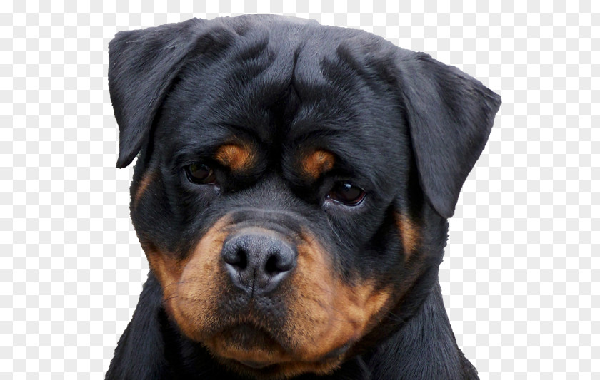 Rottweiler Puppies Puppy Golden Retriever Pet Dog Food PNG