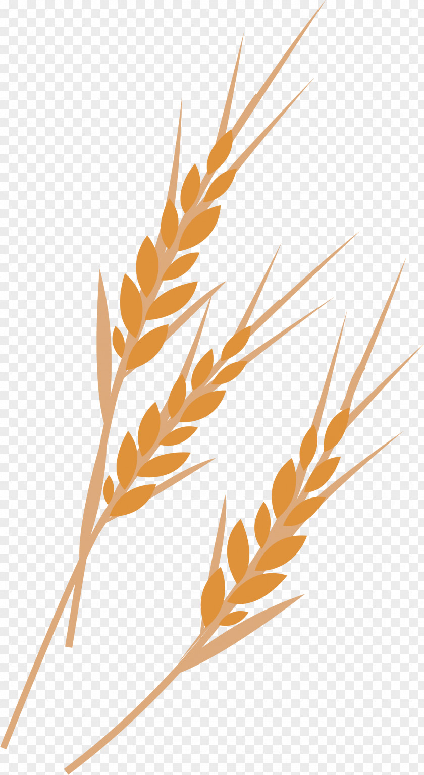Wheat Vector Element Euclidean PNG