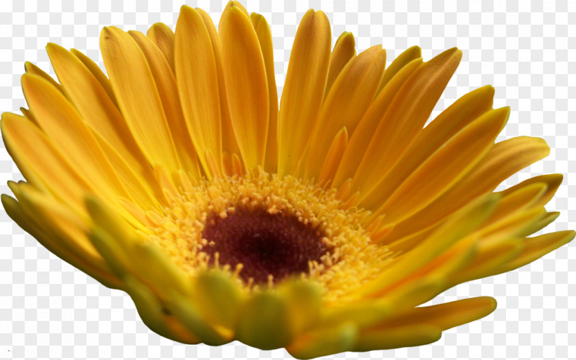 Chrysanthemum Transvaal Daisy Yellow Common Sunflower PNG
