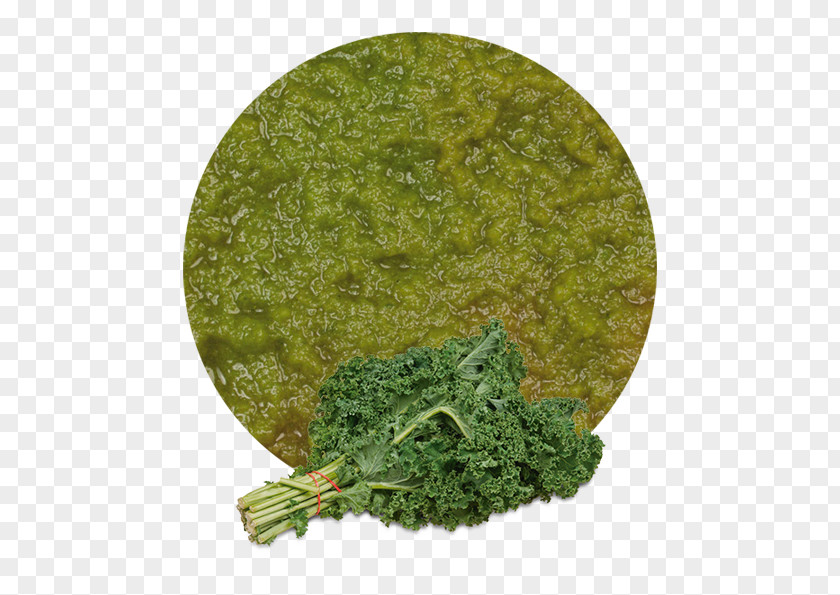 Cruciferous Vegetables Curly Kale Capitata Group Food Health PNG