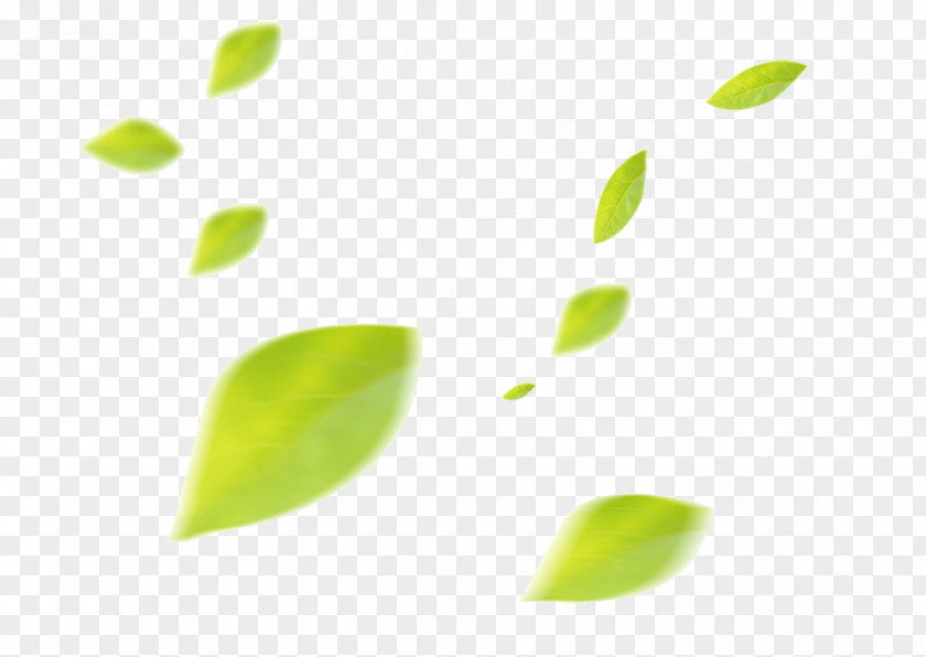 Floating Leaf PNG