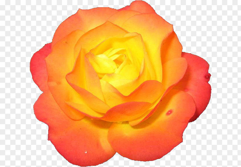 Flower Garden Roses Centerblog Clip Art PNG