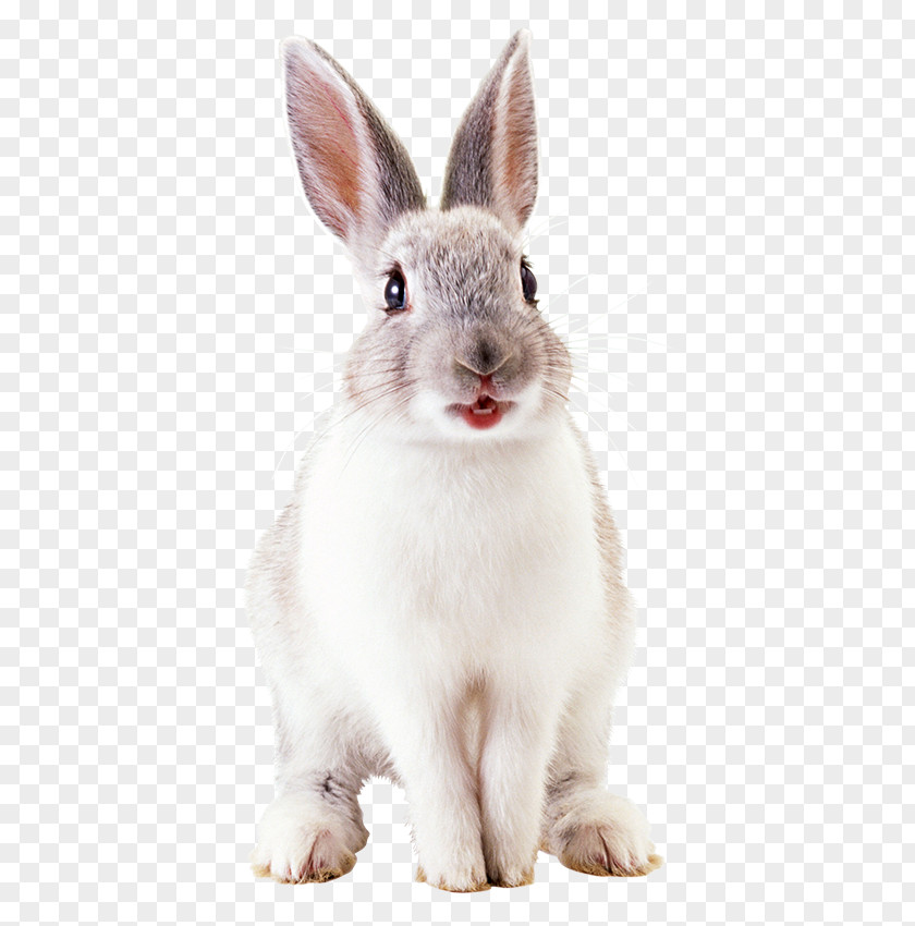 Rabbit White Hare European PNG
