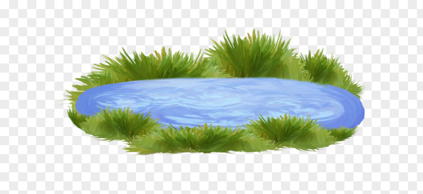 Body Of Water Pond Ornamental Fish Clip Art PNG