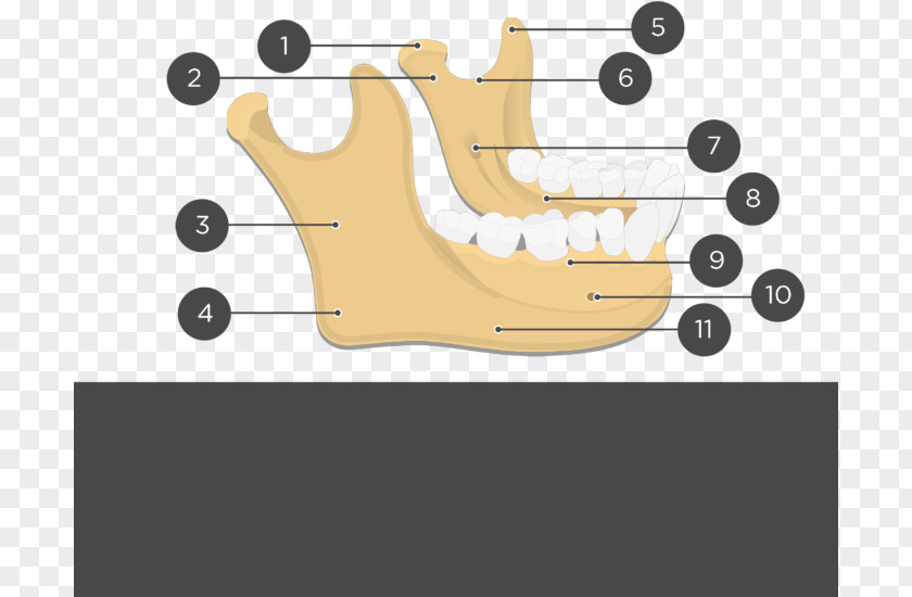 Bone Foot Anatomy Mandible Facial Skeleton Alveolar Process PNG