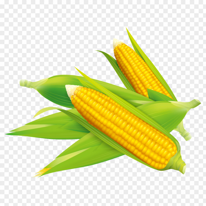 Corn On The Cob Flakes Maize Field PNG