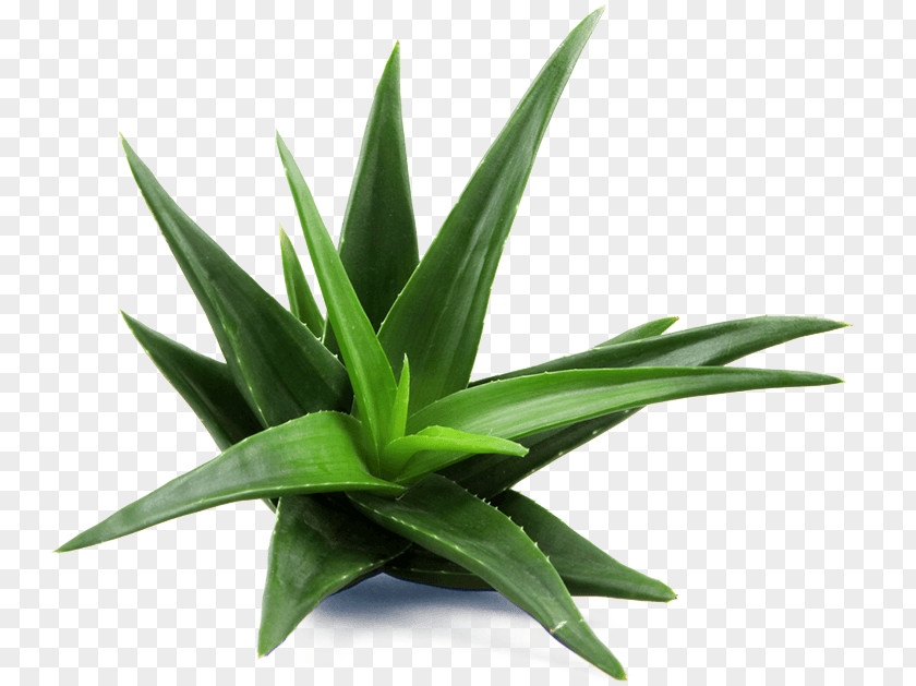 Plant Aloe Vera Medicinal Plants Skin Care Candelabra PNG