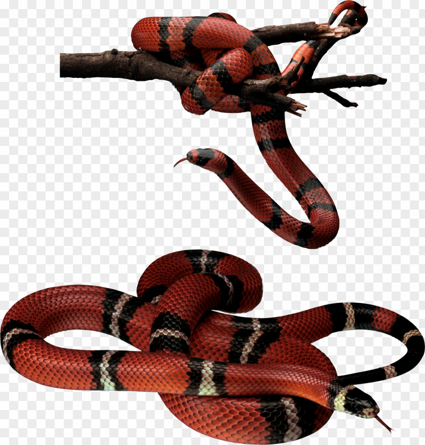 Snake Reptile Download Clip Art PNG