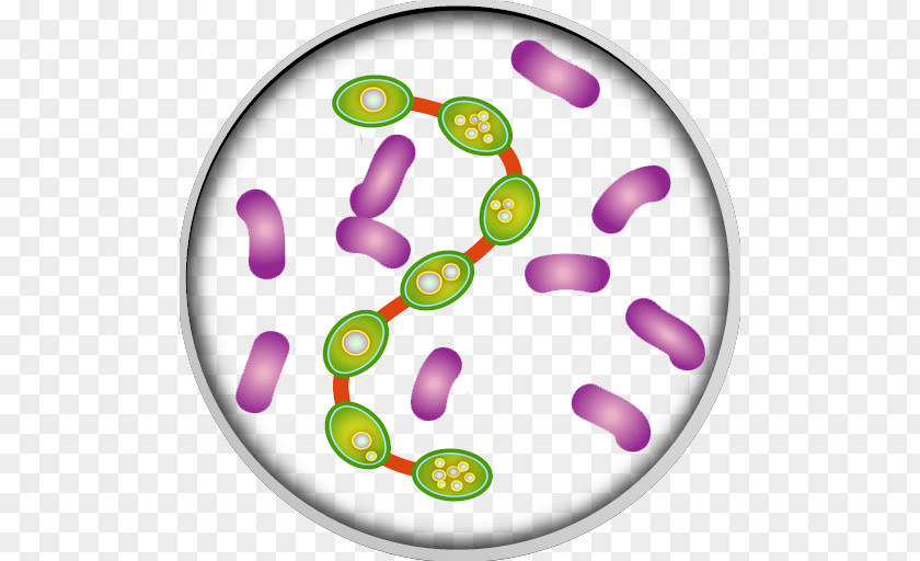 Vector Bacteria Infection Medicine Clip Art PNG