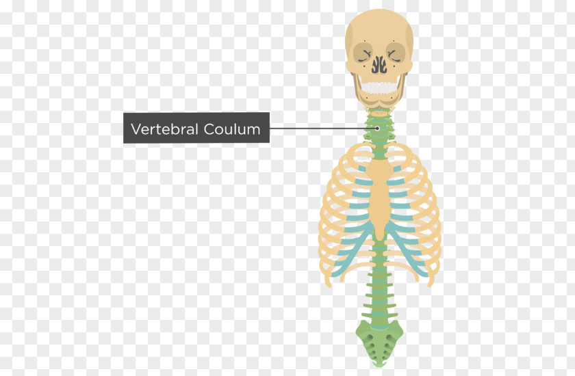 Vertebral Bone Human Skeleton Homo Sapiens Axial PNG