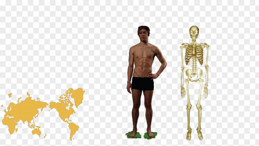 Human Body Cartoon Homo Sapiens Anatomy Behavior PNG