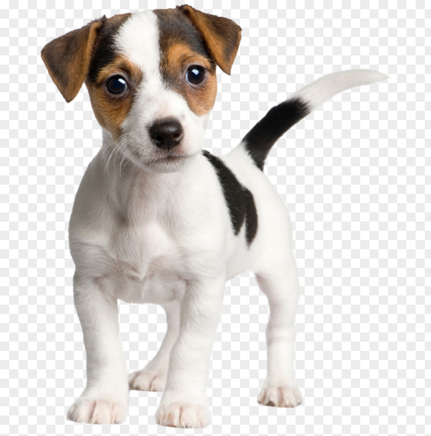 Jack Russel Russell Terrier Parson Puppy PNG