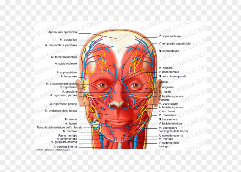 Venas Y Arterias Facial Nerve Artery Supratrochlear Human Body PNG