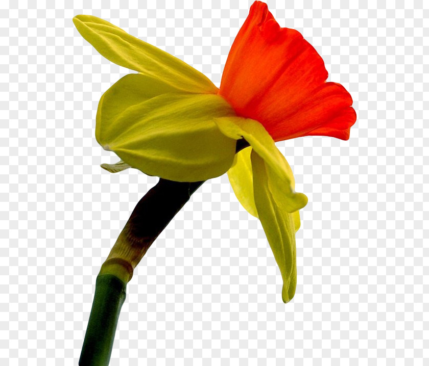 Canada Daffodil Flower Symbol Garden Roses PNG