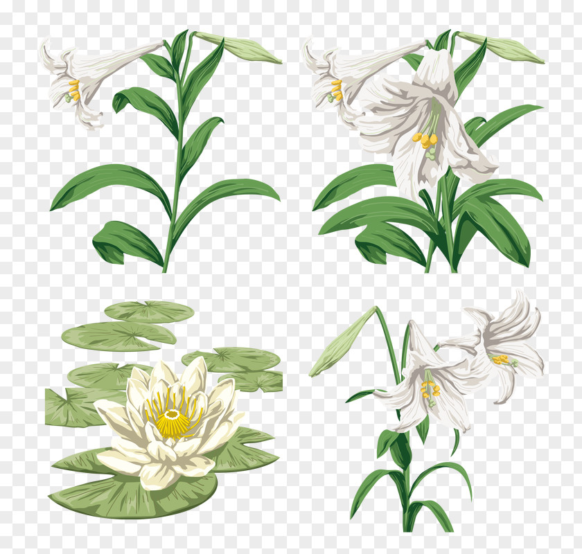 Design Lilium Graphic Style PNG