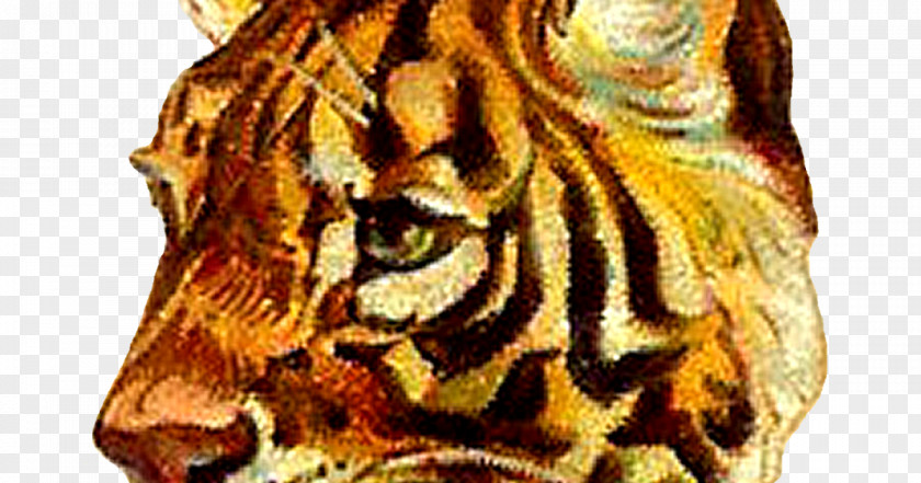 Exquisite Album Tiger Roar Clip Art PNG