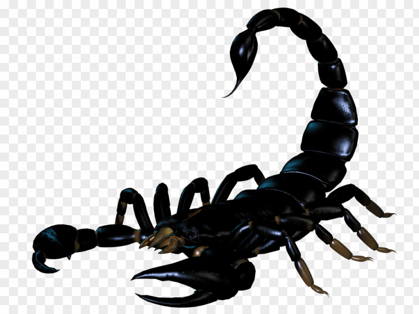 Insect Scorpion BMP File Format PNG
