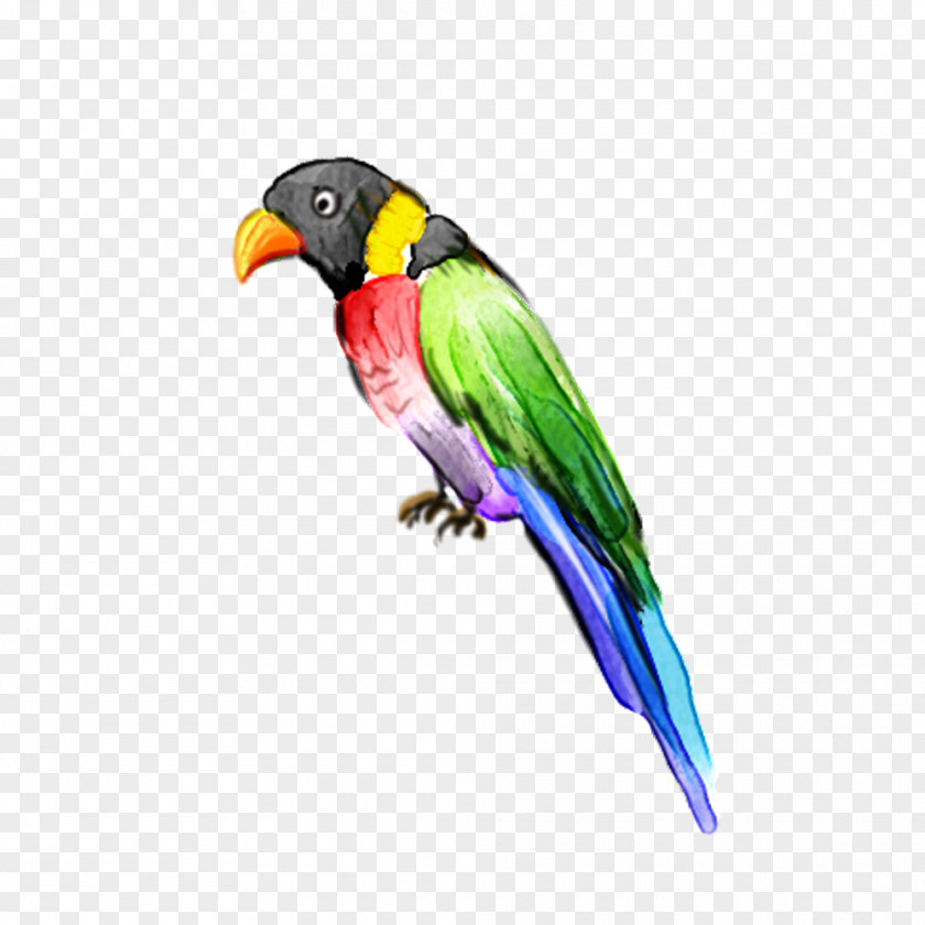 Parrot Lovebird Macaw PNG