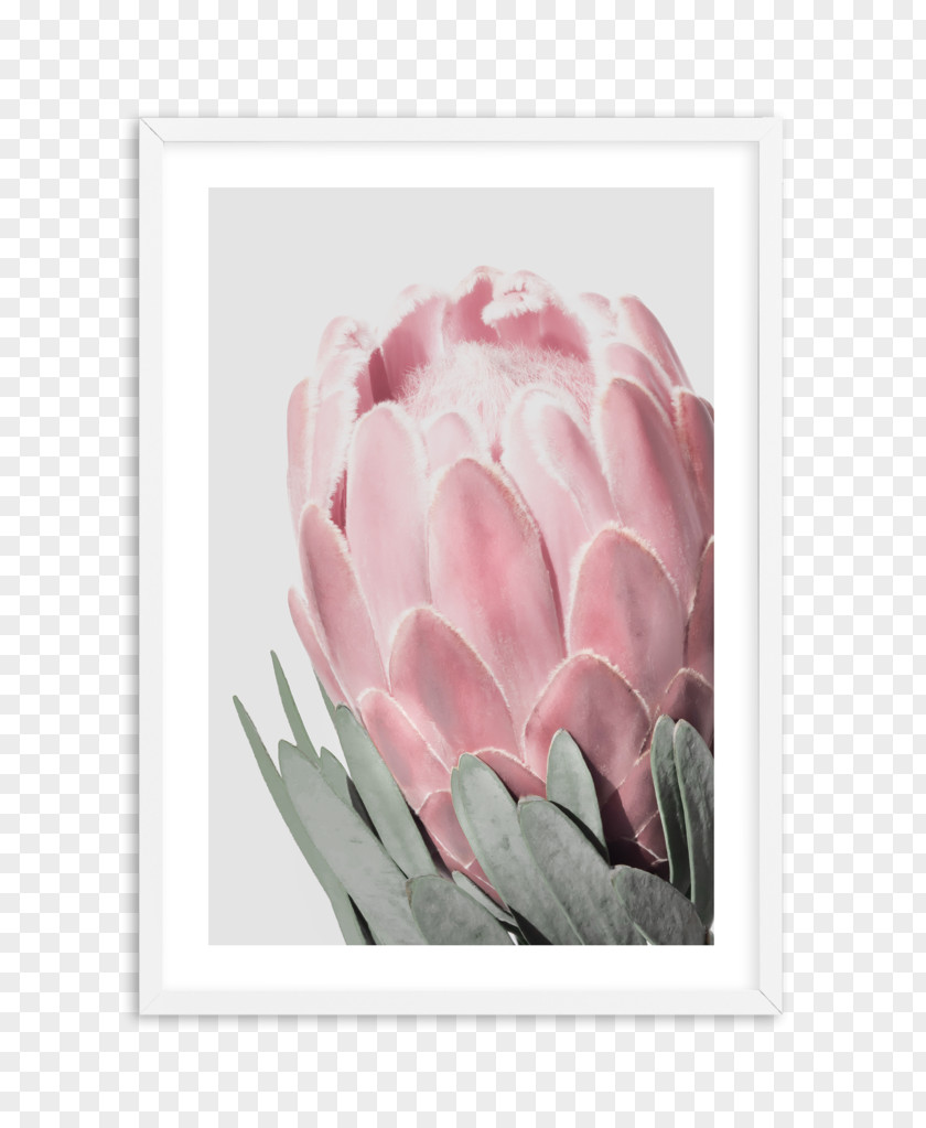 Striped Column Tulip Poster Photography Illustration Sugarbushes PNG