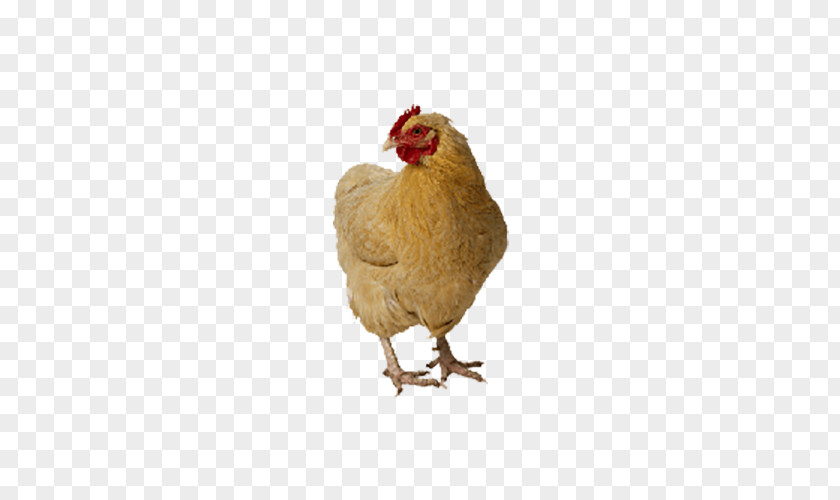 Yellow Chicken Poultry Bird Food Duck PNG