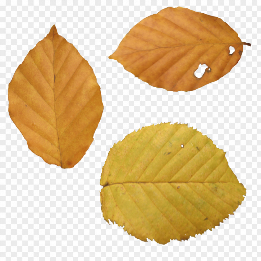 Autumn Leaf Website PNG