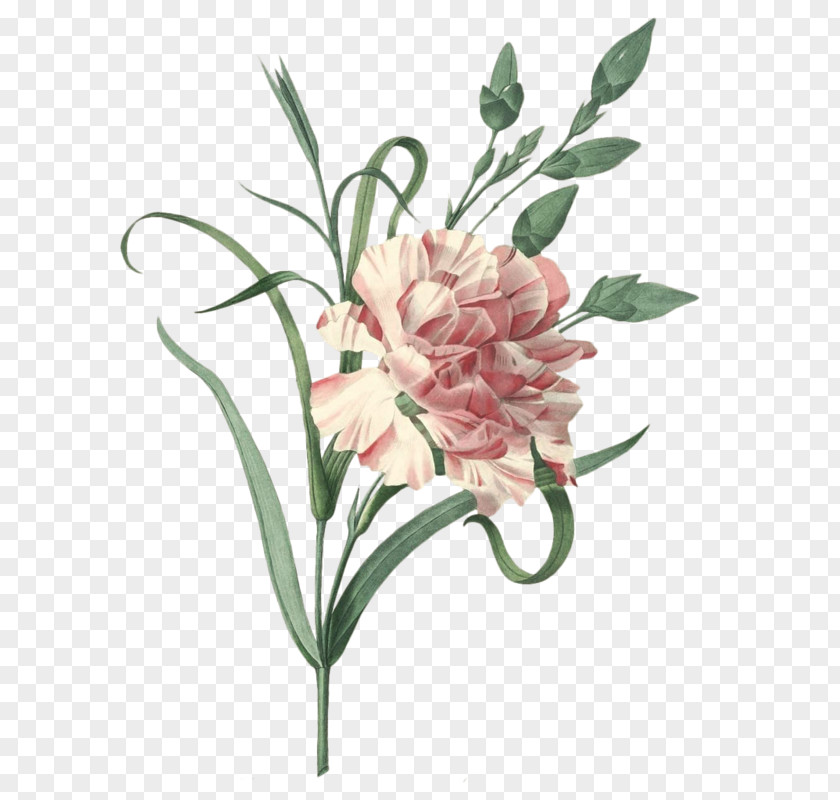 Flower Carnation Choix Des Plus Belles Fleurs Engraving Vintage Clothing PNG