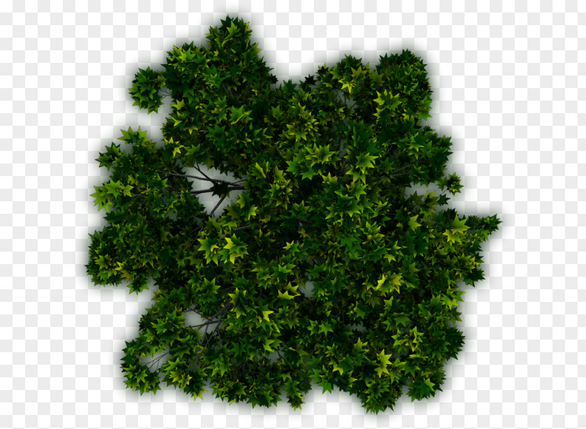 Tree Shrub Plant Evergreen PNG