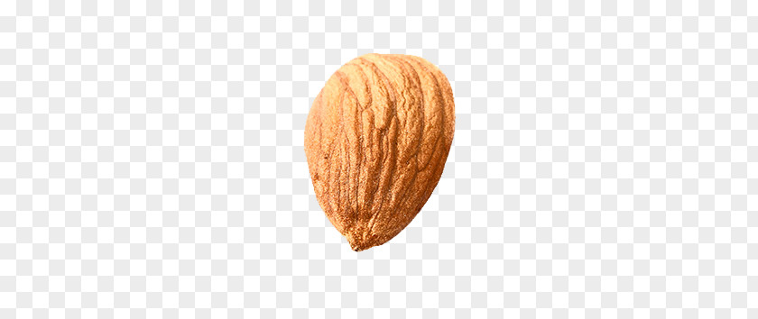 Almond PNG clipart PNG