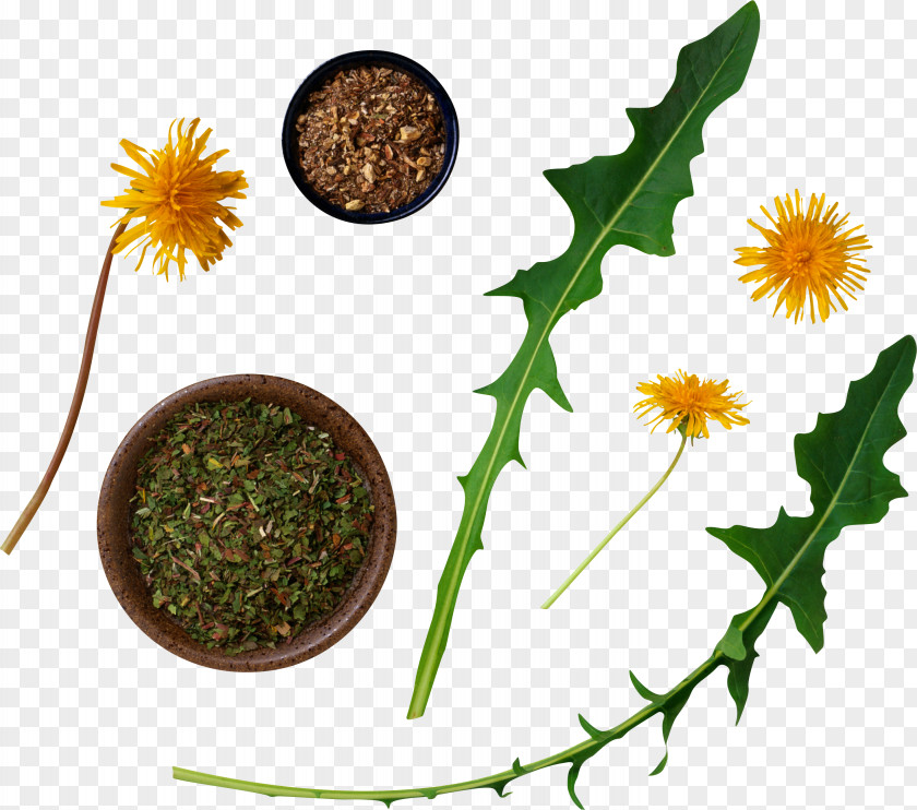 Dandelion Plant Root Coffee Common Flower PNG