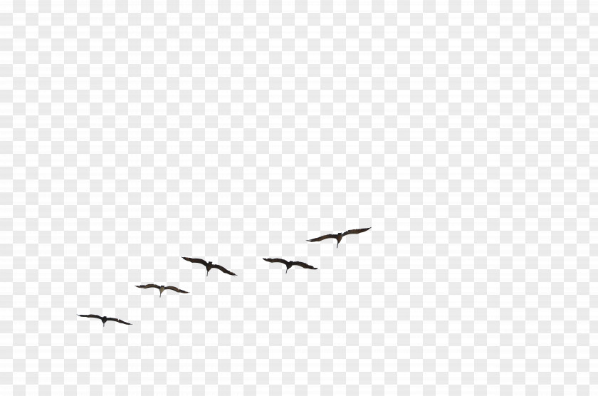 Flock Of Birds Bird Flight Gulls Brown Pelican PNG