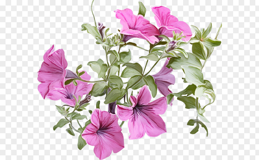 Flower Plant Petal Petunia Pink PNG