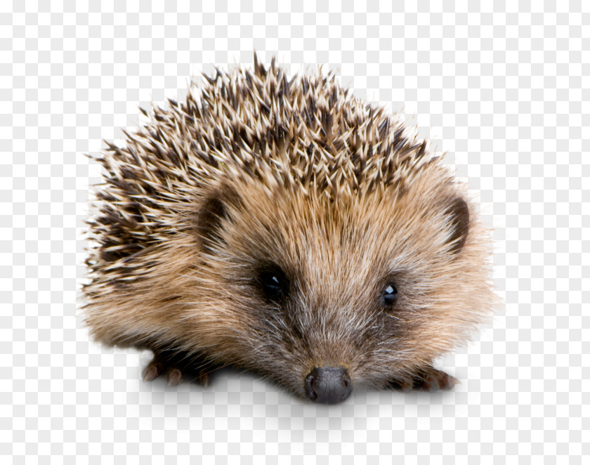 Kinder Garten Four-toed Hedgehog Domesticated British Preservation Society Stock Photography Pet PNG