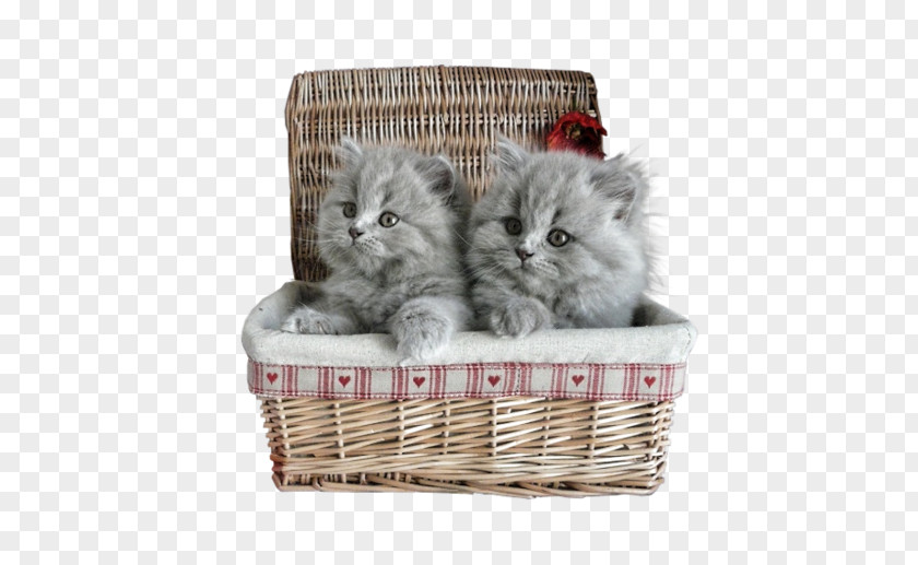 Kitten Persian Cat Puppy Munchkin Dog PNG