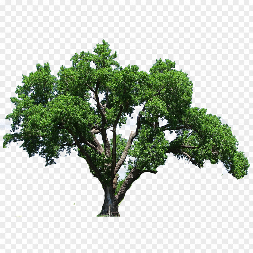 Tree Southern Live Oak Flowering Dogwood Clip Art PNG