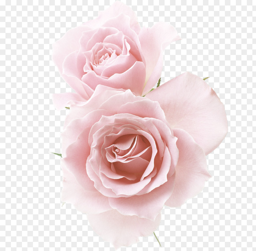 Champagne Red Flower Rose Pink PNG