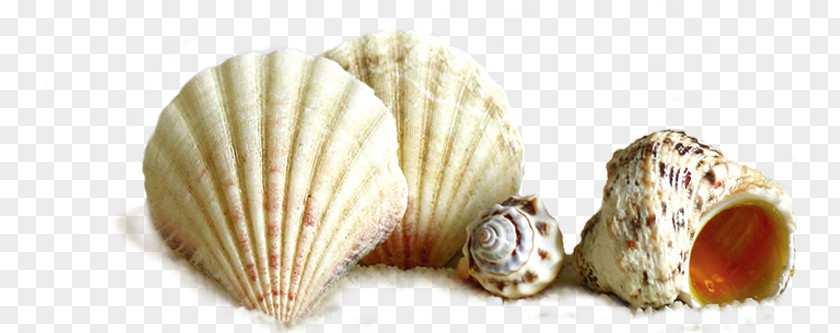 Conch Element Seashell PNG