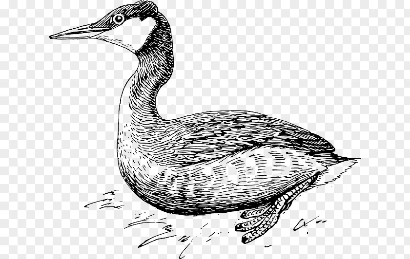Duck Goose Bird Grebe Extinction PNG