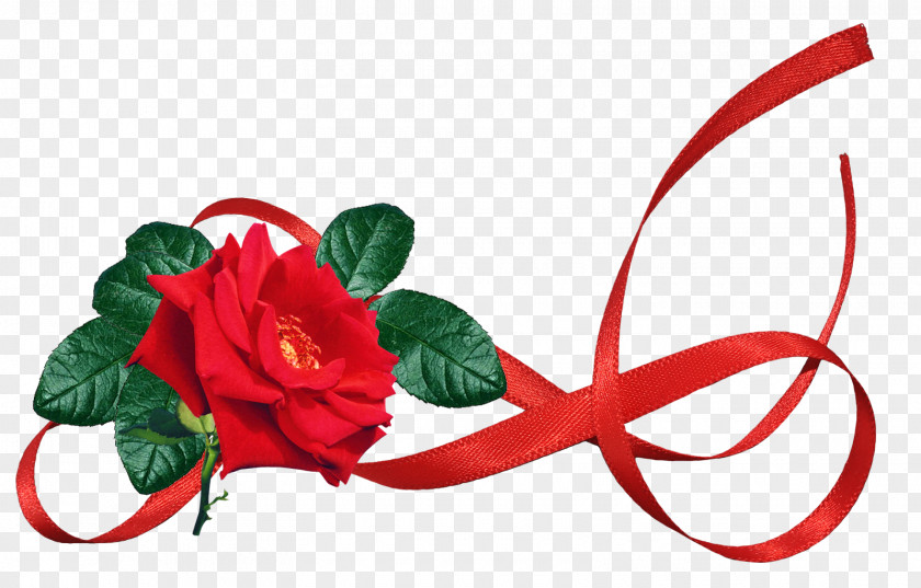 Ribbon Gift Garden Roses Image PNG