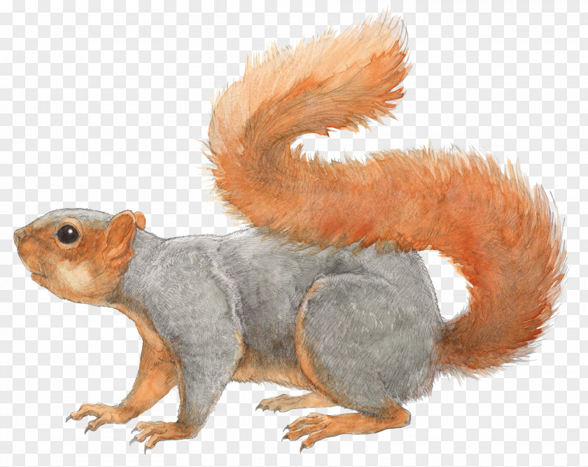 Squirrel Fox Los Angeles Rodent Tree PNG