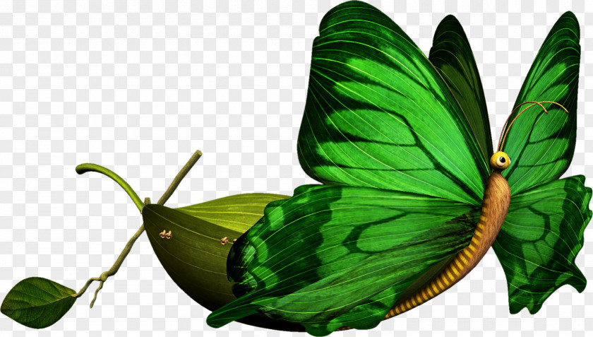 Butterfly Insect Photography Clip Art PNG