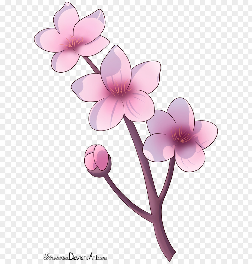 Cherry Blossom Drawing Flower Petal PNG