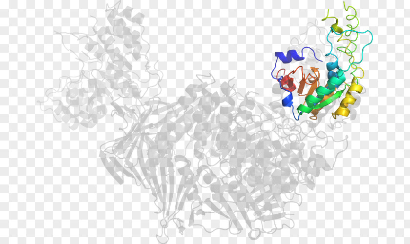 Flap Structurespecific Endonuclease 1 Drawing Line Art /m/02csf Clip PNG