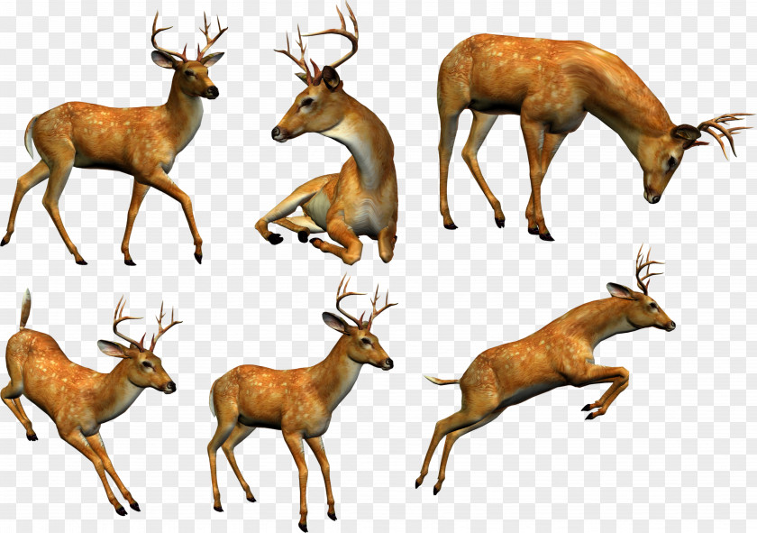 Giraffe Elk Reindeer White-tailed Deer Clip Art PNG