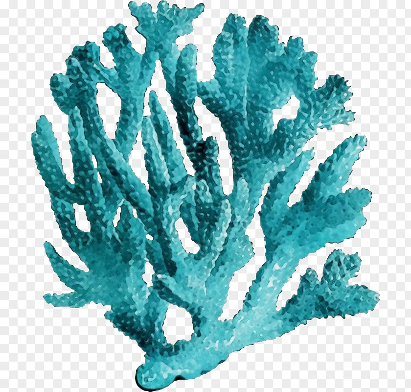 Marine Invertebrates Fish Supply Aquarium Decor Turquoise Coral Reef Plant PNG