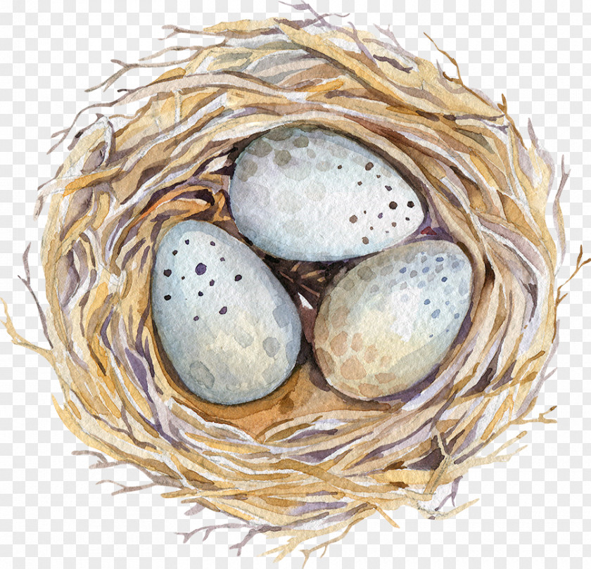 Nest Watercolor Painting Drawing Stock Photography Illustration PNG